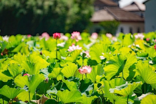 星合证券 来沪郊千年古镇，“荷”夏日限定美景来场“藕”遇吧！