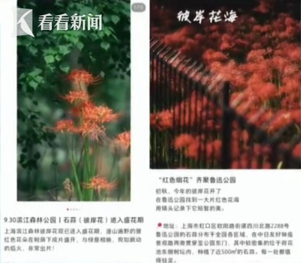 中利网 不要碰，有毒！这种花在上海各大公园大量出现！